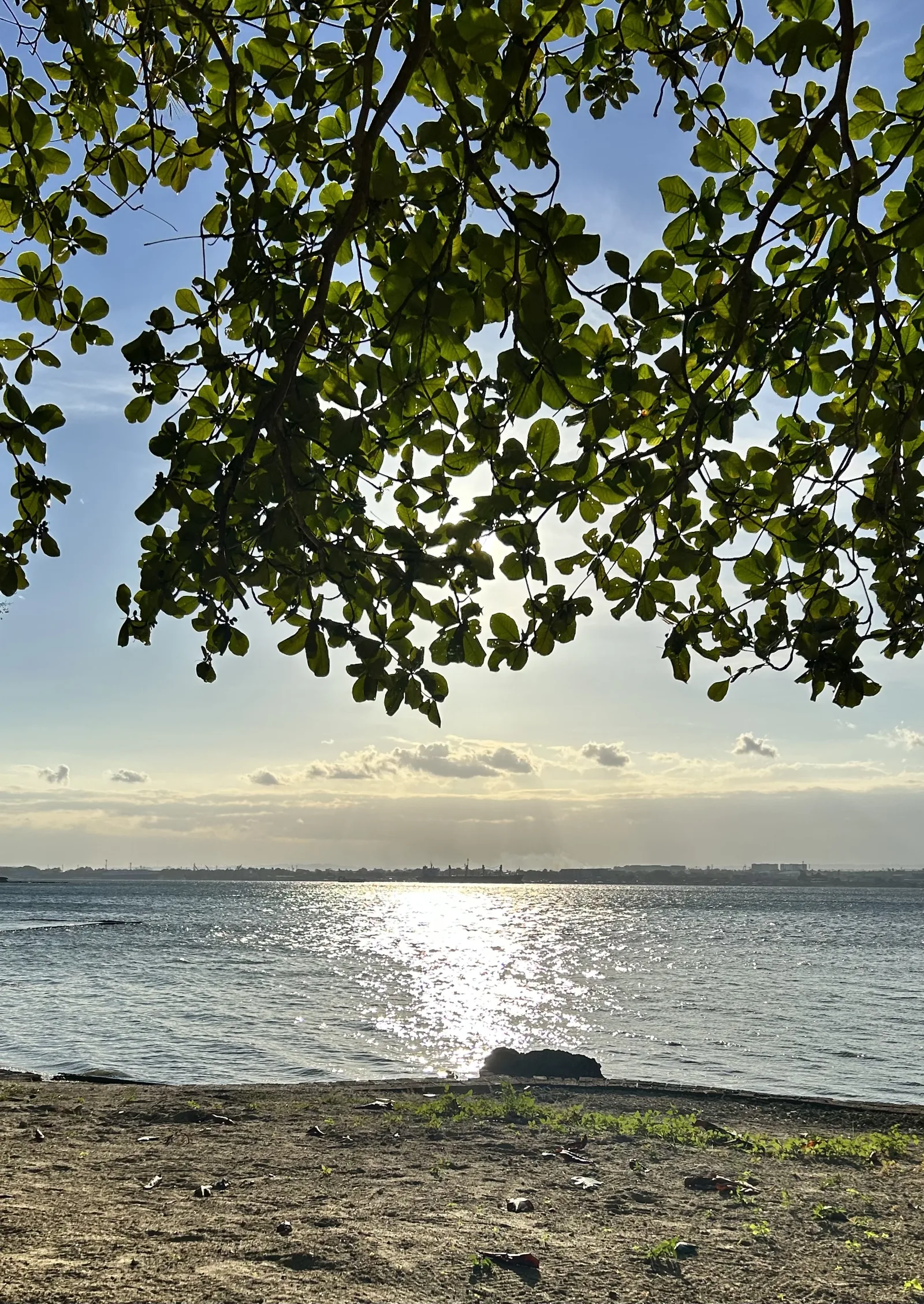The beach at BAUM under a talisay tree, with sunlight on the water and Davao City on the far shore.
