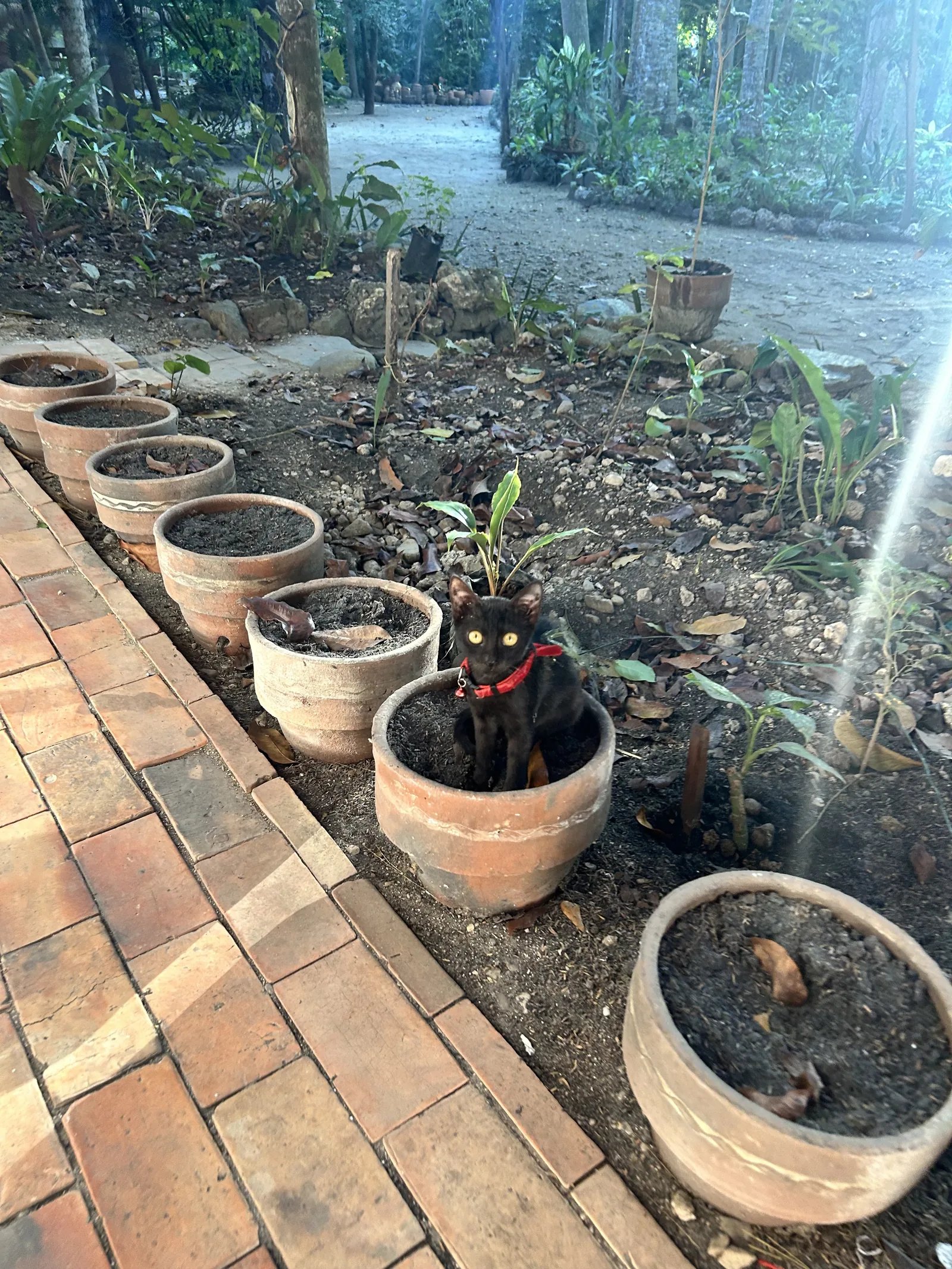 A brick path through the garden at BAUM, with a row of terracotta pots and a black kitten in one of them.