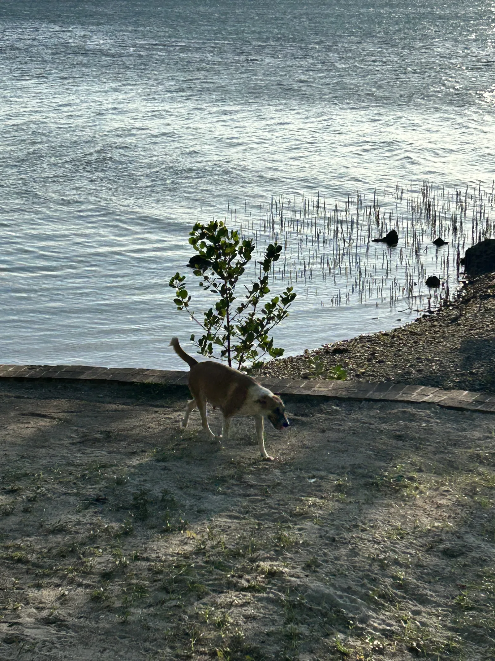 The shoreline at BAUM, with a brick edge, a young tree and a dog on the sand.
