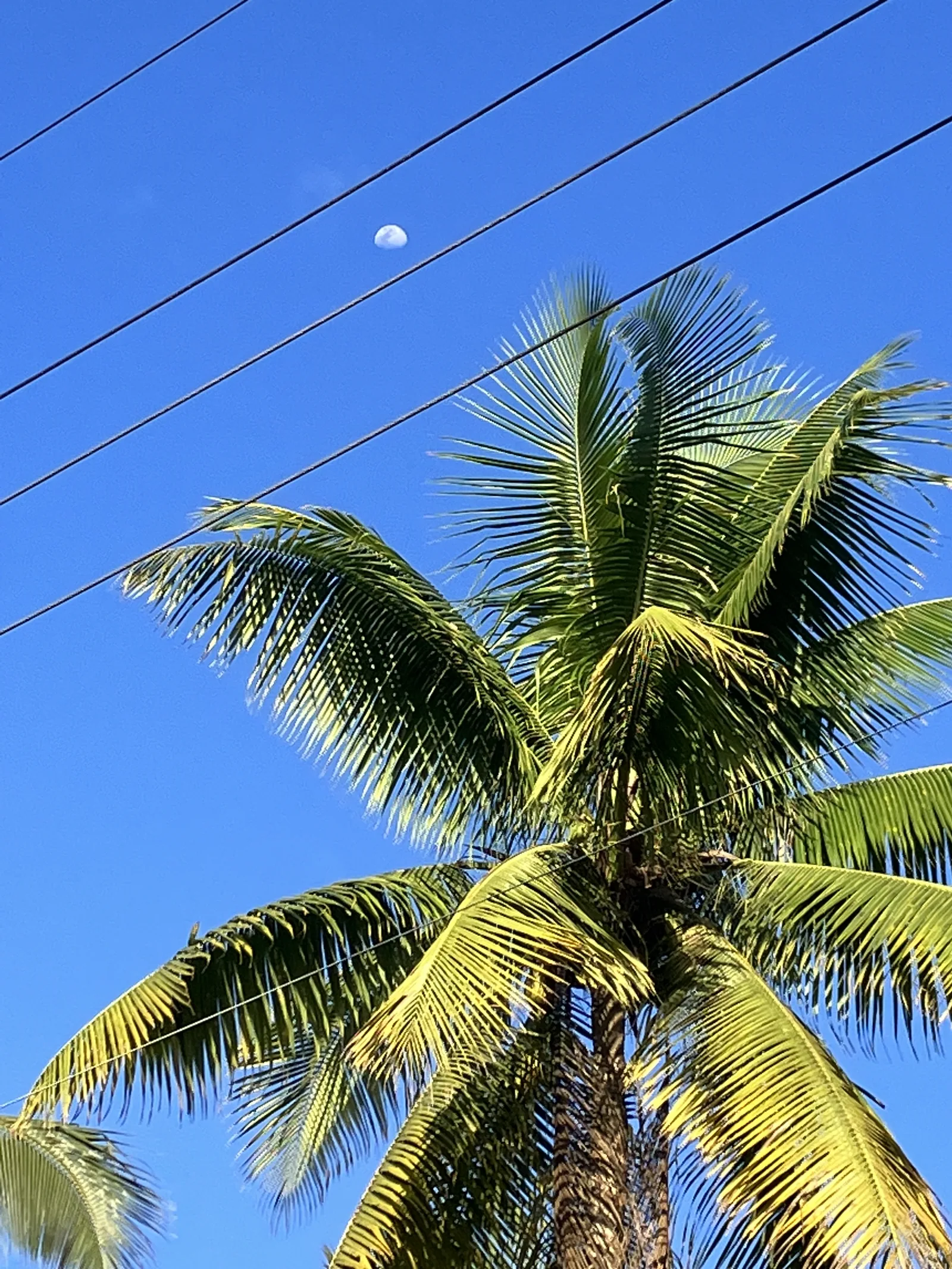 A coconut palm against a deep blue sky with a daytime moon.