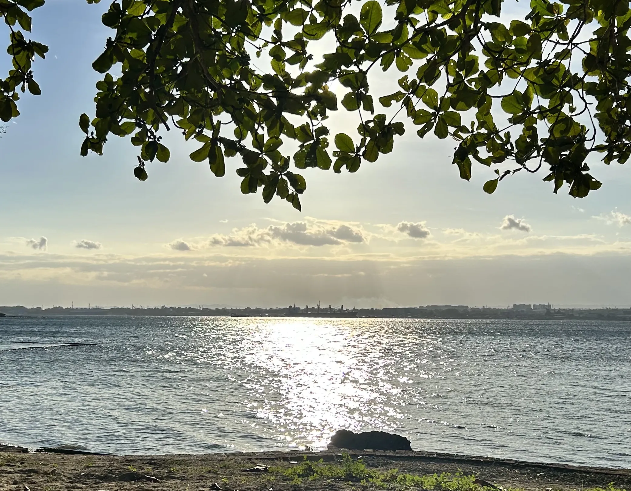 The beach at BAUM on Samal Island, under the leaves of a talisay tree, with sunlight on the water and Davao City on the far shore.