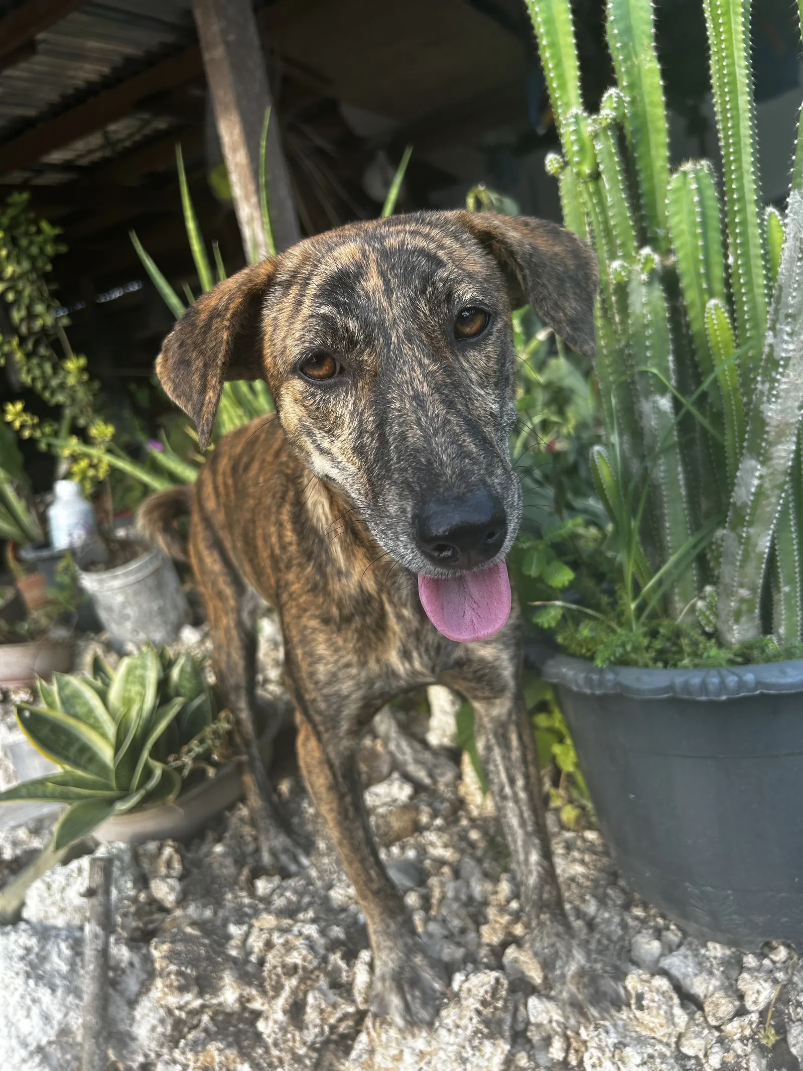 A brindle dog with its tongue out, standing among potted plants and a tall cactus.